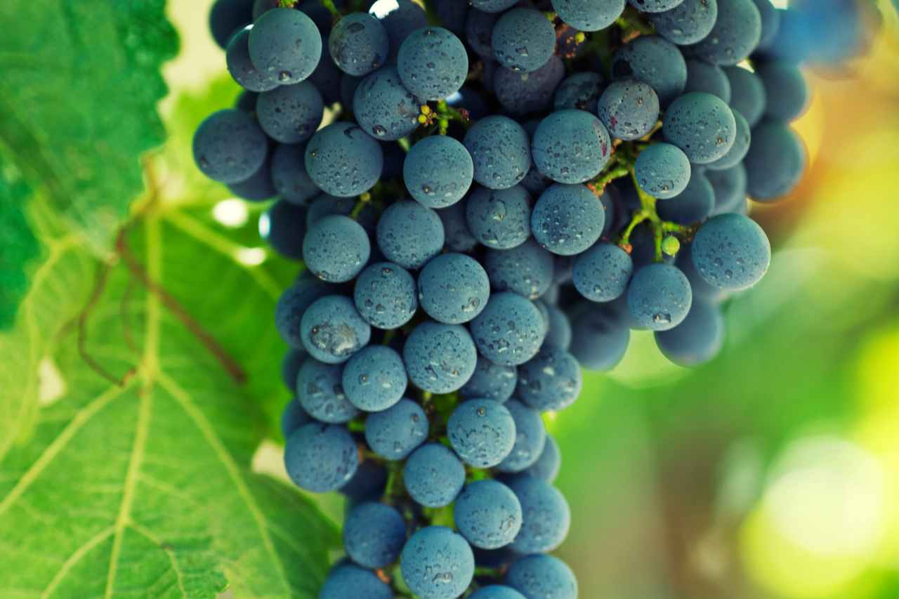 los vinos monovarietales 