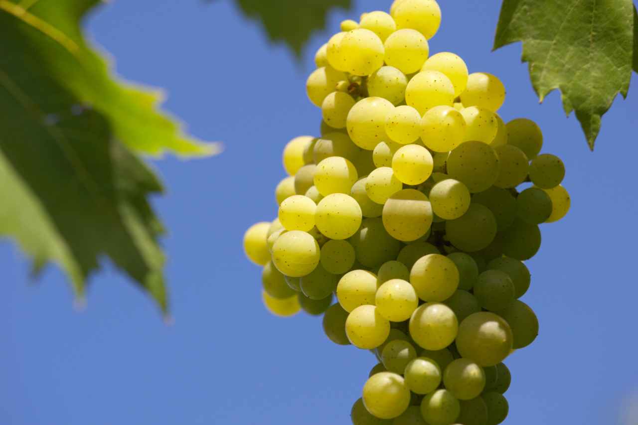 vinos monovarietales blancos
