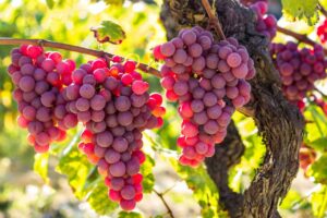 ¿Cómo se hace el vino rosado? Uvas tintas ¿Cómo se hace el vino rosado? Uvas tintas