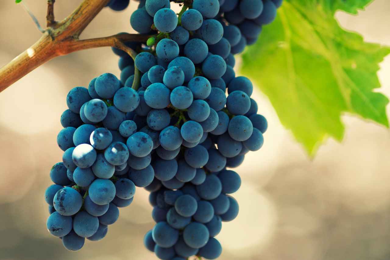 uva petit verdot uva petit verdot