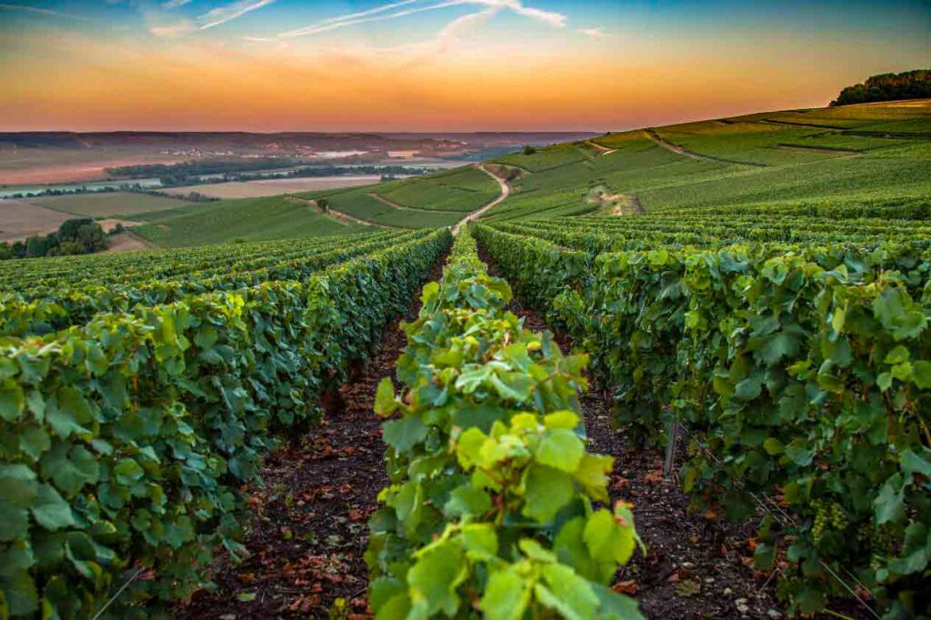las regiones vinicolas de francia
